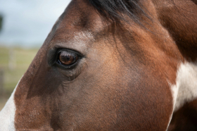 Trauma & the Nervous System Part 1 