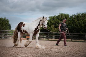 How Do I Get a Better True Connection with My Horse?