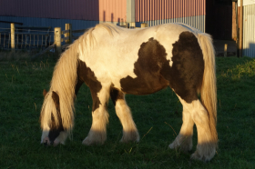 Trauma & The Nervous System - Part 3